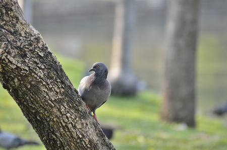 Pigeon in the garden  and standing on the tree (selective focus)の写真素材