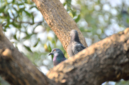 Pigeon in the garden  and standing on the tree (selective focus)の写真素材