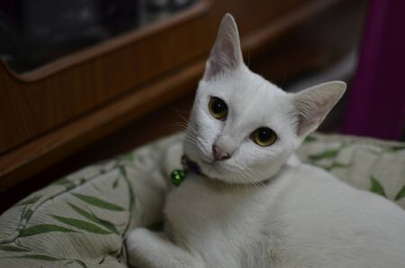White cat on the bed (Select focus)の写真素材