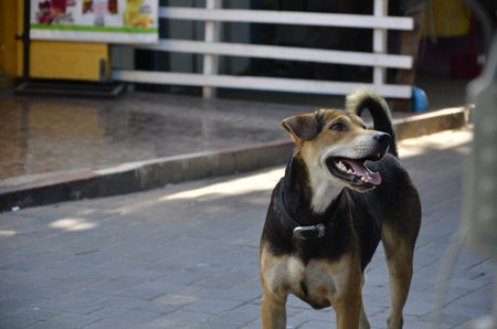 Smiling dogの写真素材
