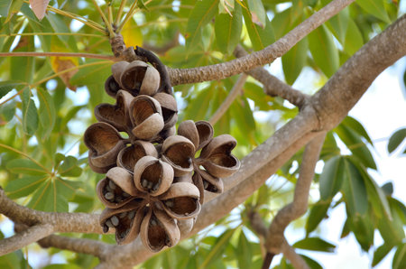 Sterculia foetida (Bastard poon tree or Java olive tree or Hazel sterculia or Wild almond tree)