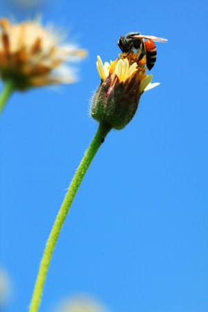 bee at flower against the blue skyの写真素材