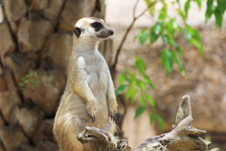 watchful meerkat standing guard 