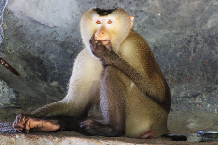 Pig-Tailed Monkey sits on rock 