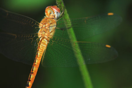 Dragonfly on  background of green grass sitting on branch 