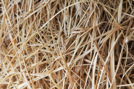 Close up textured bird nest woven with dry grassの写真素材