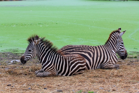Choice of two zebras on grassy fieldsの写真素材