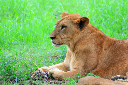 Beautiful wild African female lioness 