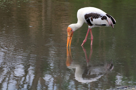 Great White Pelican  Pelecanus onocrotalus  chases the fish in waterの写真素材