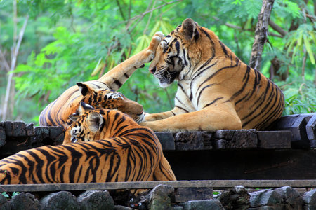Group Tiger relaxing time in Forest