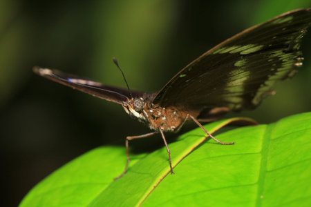 Blackvein sergeant butterfly Athyma ranga on the leaves
