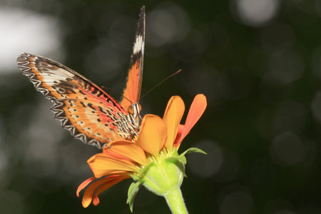 Common Tiger butterfly  Danaus genutia  with beautiful flower