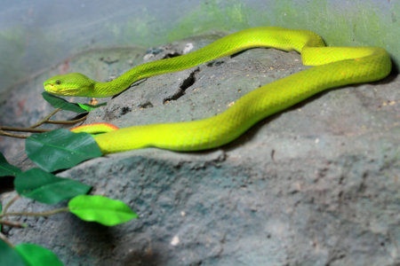Green Tree Snake is venomous animal