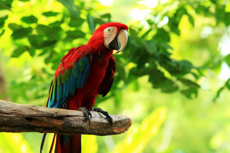 Parrot macaw Scarlet Macaw  sitting on log の写真素材