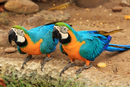 Couple Blue-and-yellow macaw  Ara ararauna  on the groundの写真素材