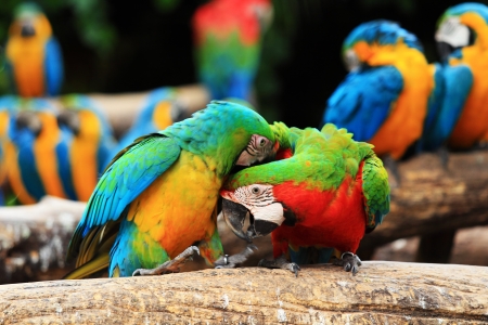 Couple Scarlet macaw and Blue-and-yellow macaw  Ara ararauna  sitting on log の写真素材