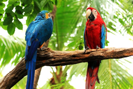 Couple Scarlet macaw and Blue-and-yellow macaw  Ara ararauna  sitting on log の写真素材