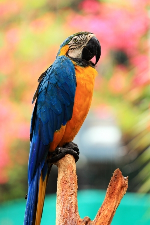Blue-and-yellow macaw Ara ararauna  sitting on log の写真素材