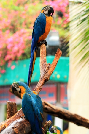Couple blue-and-yellow macaws  Ara ararauna  sitting on log の写真素材