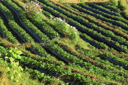 Steps of vegetable garden after harvest riceの写真素材