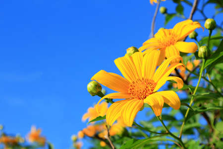 Mexican Sunflower Tithonia diversifolia  in blue sky の写真素材