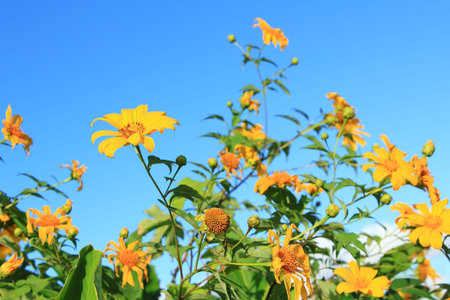 Mexican Sunflower Tithonia diversifolia  in blue sky の写真素材