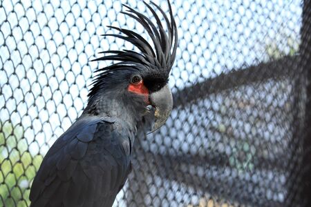 Beautiful black parrot bird stand on branchの写真素材