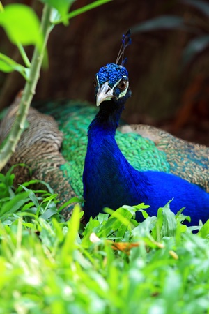 Portrait of peafowl beautiful in the wildの写真素材
