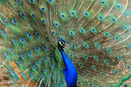 Portrait of peafowl beautiful with feathers out の写真素材