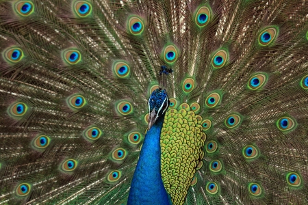 Portrait of peafowl beautiful with feathers out の写真素材