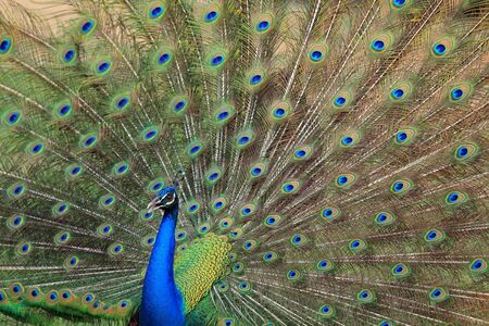Portrait of peafowl beautiful with feathers out の写真素材