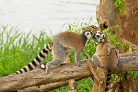 Ring - tailed lemur(Lemur catta) with cute family の写真素材