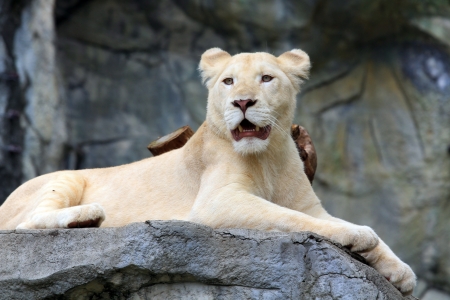 Closeup of white lion cub (Panthera leo) lying on rock の写真素材