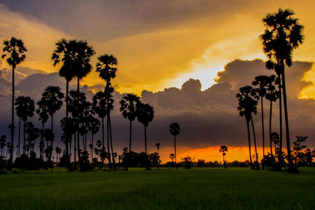 palm trees in the sunset skyの写真素材