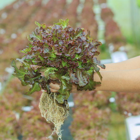 Vegetables in hand of hydroponic vegetable farm 