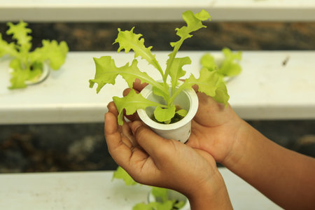 Vegetables in hand of hydroponic vegetable farm 