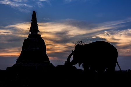 Silhouette  elephants and stupa at Ayutthaya in Thailandの写真素材