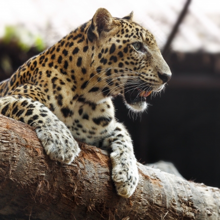 Leopard lying on the rocks, Thailand の写真素材