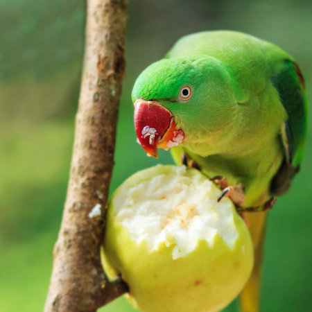 Alexandrine Parakeet (Psittacula eupatria) eating a fruitの写真素材