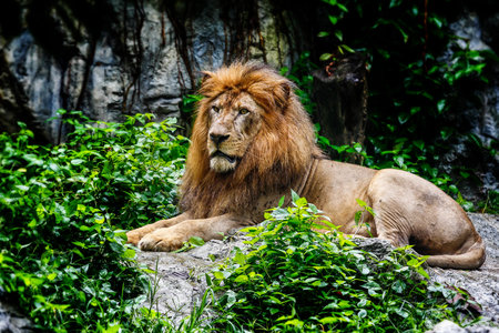 Male lion relaxing in forest