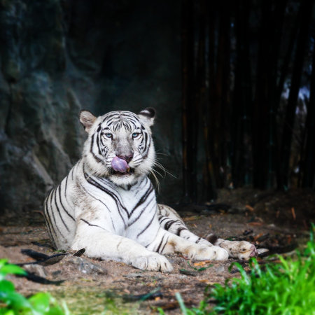 White tiger in wild 