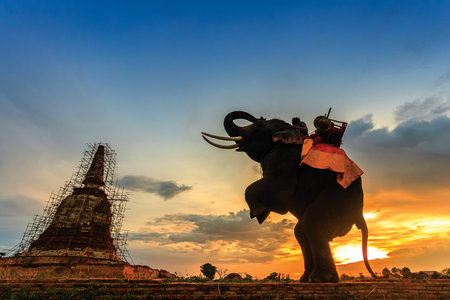 Elephants and stupa at Ayutthaya in Thailand の写真素材