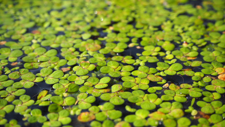 Duckweed. Green Duckweed natural background on water.