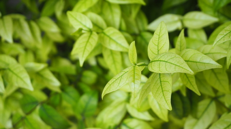 Green leaf background. Bush.の写真素材