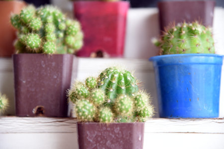 Small cactus in a pot for home decoration in blur background. Cactus in a small pot.の写真素材