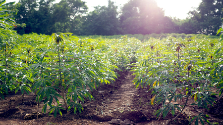 Cassava in the beautiful green countryside.の写真素材