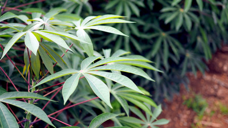 Cassava in the beautiful green countryside.
