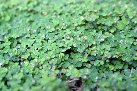 Green clovers leaf. Weed. Background textures.