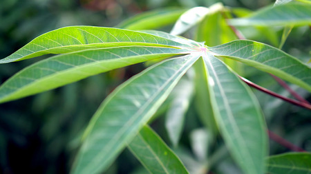 Cassava in the beautiful green countryside.の写真素材