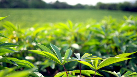 Cassava in the beautiful green countryside.の写真素材